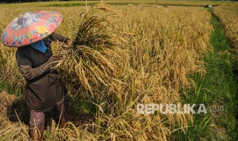 Petani Padi Huma di Lebak Panen Raya. Petani memanen padi di Desa Cilangkap, Lebak, Banten.