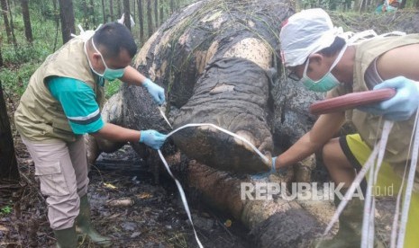 BBKSDA Riau Kirim Dua Tim Selidiki Kematian Gajah. Dokter hewan Balai Besar Konservasi Sumber Daya Alam (BBKSDA) Provinsi Riau melakukan nekropsi (bedah bangkai) pada seekor gajah sumatera (Elephasmaximus Sumatranus) yang mati di konsesi hutan tanaman industri PT Arara Abadi di Bengkalis, Provinsi Riau (ilustrasi).