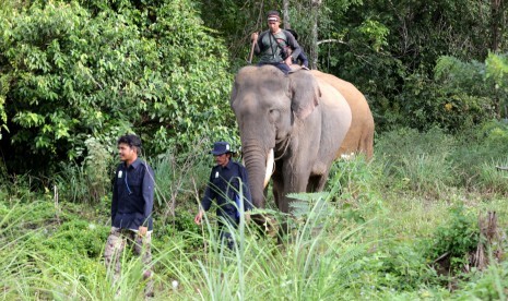 Gajah sumatra jinak 