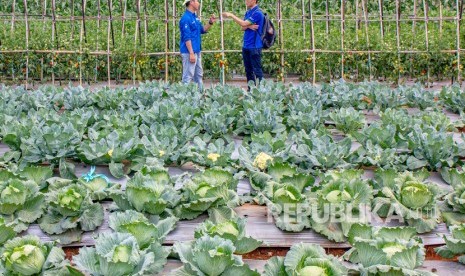 Petani mengawasi tanaman kubis (ilustrasi). Kawasan hortikultura dapat meningkatkan ekspor komoditas Indonesia karena memberikan ruang bagi swasta untuk mendongkrak produksi. 