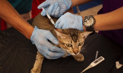 Petugas menyuntikkan vaksin rabies pada seekor kucing (ilustrasi)