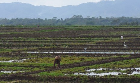 Lahan tanaman padi seluas 404 hektare di Kulon Progo terancam puso. Ilustrasi.