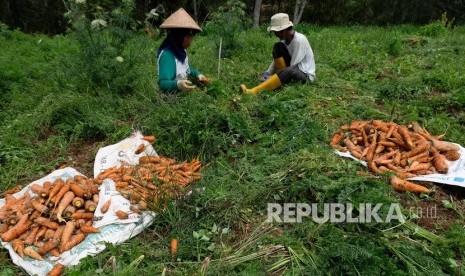 Petani memanen wortel di perladangan kawasan lereng gunung Sindoro desa Digedang, Kejajar, Wonosobo, Jawa Tengah. Petani milenial di Jateng mampu mendongkrak ekspor produk pertanian dan perkebunan. Foto petani di Jateng. (ilustrasi).