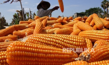 Petani memanen jagung, ilustrasi.