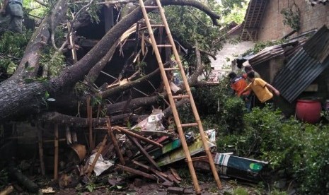 Hujan disertai angin kencang menimbulkan pohon tumbang di beberapa tempat (ilustrasi)