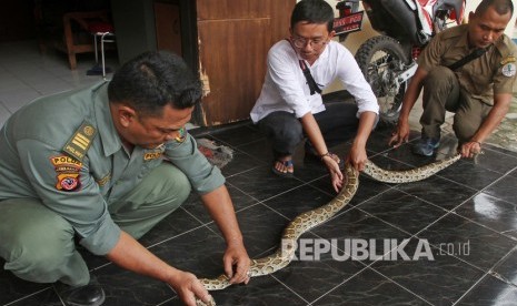 Anak ular kobra ditemukan di rumah warga di Nagri Kidul, Purwakarta (Ilustrasi)