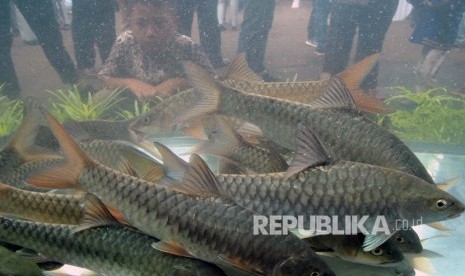 Anak-anak melihat ikan Dewa (Torsoro) saat Bazaar dan Pameran Produk Hasil Inovasi Perikanan di Balai Riset Perikanan Budidaya Air Tawar dan Penyuluhan Perikanan (BRPBATPP), Sempur, Kota Bogor, Jawa Barat, Jumat (13/12/2019).