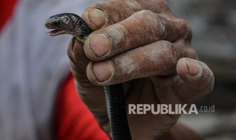 Warga menangkap ular sendok jawa atau kobra jawa (Naja sputatrix). (ilustrasi)