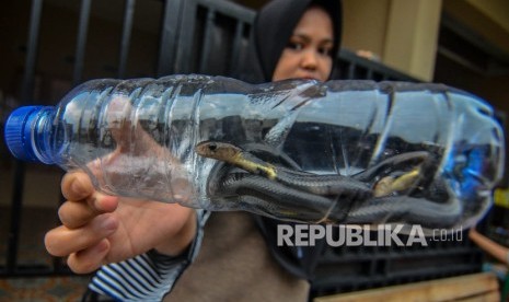 BPBD Lebak Minta Masyarakat Waspadai Ular Berbisa. Foto ilustrasi.