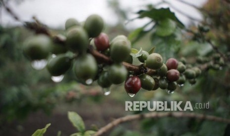 Kopi (ilustrasi). Pemerintah Kabupaten Solok Selatan, Sumatera Barat, mengusulkan pembangunan Sistem Resi Gudang (SRG) untuk kopi. 