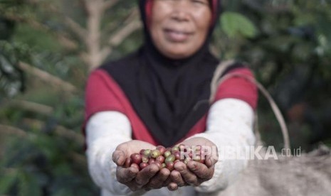 Petani kopi binaan Dompet Dhuafa (ilustrasi)