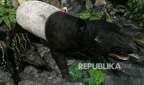 Seekor Tapir Terkena Jerat di Taman Nasional Bukit Tigapuluh