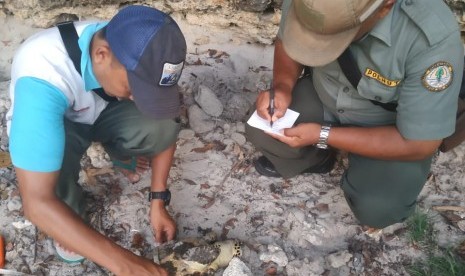 Petugas Resor KSDA Pangandaran mengecek seekor penyu yang ditemukan mati di Pantai Barat Pangandaran, Jumat (27/12). 