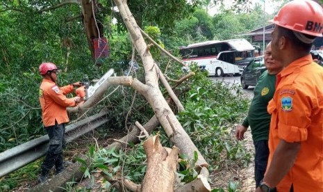 Petugas membersihkan pohon tumbang 