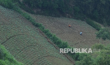 Seorang petani mengolah lahan pertanian yang berada di lereng Gunung Merbabu, Selo, Boyolali, Jawa Tengah, Senin (6/1).Pemerintah melalui sejumlah kementerian telah menyinkronkan data pangan. 