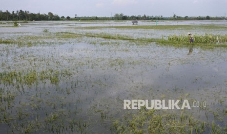 Petani melintasi pematang sawah yang terendam banjir di Situbondo, Jawa Timur (ilustrasi) 