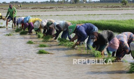 Buruh tani menanam padi di area sawah desa Totoran, Pasekan, Indramayu, Jawa Barat, Ahad (12/1/2020). 