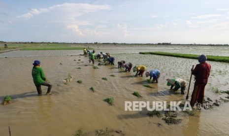 Buruh tani menanam padi di area sawah desa Totoran, Pasekan, Indramayu. KTNA Indramayu menyatakan penggunaan organik rendah karena petani ingin yang instan 