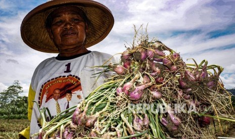 Petani menunjukkan bawang merah di Arsopura, Distrik Skanto, Kabupaten Keerom, Papua, Kamis (16/1/20). 