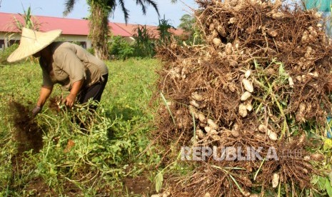 Petani memanen kacang tanah 