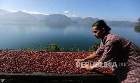 Petani menjemur kopi arabika yang baru dipanen di tepi danau Laut Tawar, Aceh Tengah, Aceh, Ahad (19/1/2020).