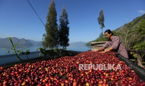 Petani menjemur kopi arabika yang baru dipanen di tepi danau Laut Tawar, Aceh Tengah, Aceh, Ahad (19/1/2020).