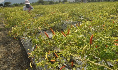 Menteri Pertanian Syahrul Yasin Limpo menyatakan, lonjakan harga cabai murni dipicu oleh kondisi pasokan dan permintaan. Foto petani memanen cabai di Desa Binangga, Kabupaten Sigi, Sulawesi Tengah, (ilustrasi). 