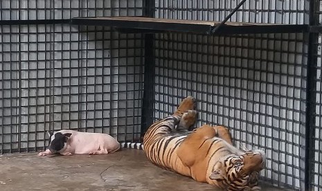 Harimau sumatera yang tertangkap di Muara Enim Sumatera Selatan direhabilitasi di rescue centre harimau sumatera, Tambling Wildlife Nature Conservation (TWNC) Provinsi Lampung, Jumat (24/1).