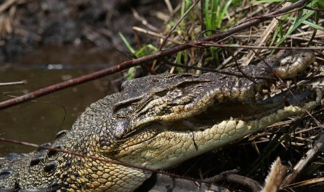 Seekor buaya muara (crocodylus porosus). Ilustrasi.