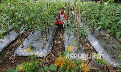 Seorang warga merawat tanaman sayur organik di Kampung Germas, Sapiyan, Metuk, Boyolali, Jawa Tengah, Senin (27/1/2020). 