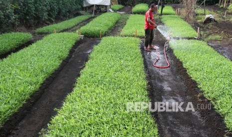 Warga menyiram tanaman kangkung miliknya di bekas lahan gambut (ilustrasi). Kementerian Lingkungan Hidup dan Kehutanan (KLHK) mengingatkan perlunya upaya ekstra dalam membudidayakan padi di lahan gambut.