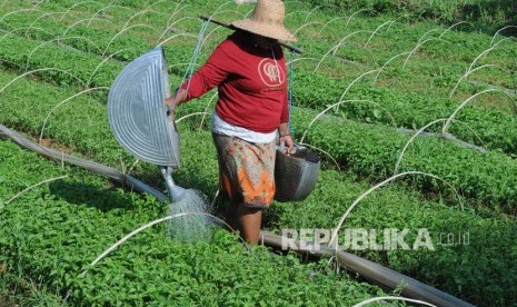 Petani menyiram bibit cabai 