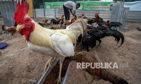 Peternak memberi pakan ayam kampung, ilustrasi