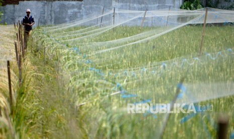 Sawah. Para petani nasional agar mewaspadai rebah tanaman yang rawan terjadi saat musim hujan.