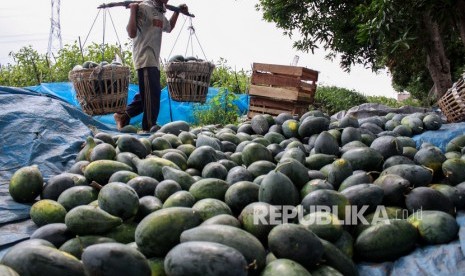 Petani memanen buah semangka. Pasokan buah melon dan semangka membludak di sejumlah pasar tradisional di Makassar.