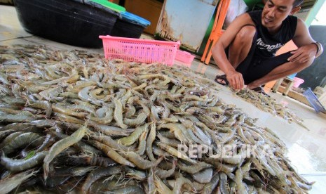 Warga mengumpulkan udang hasil budidaya (ilustrasi)