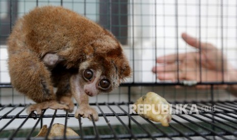 Seekor kukang (Nycticebus coucang) yang diserahkan warga berada dalam kandang rehabilitasi Balai Konservasi Sumber Daya Alam (BKSDA) Aceh sebelum diberikan perawatan rutin yang juga bertepatan dengan hari primata Indonesia di Banda Aceh, Aceh, Kamis (30/1/2020).