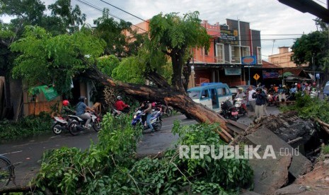 Sejumlah pohon di Kabupaten Blitar, Jawa Timur, tumbang setelah diterjang angin kencang yang disertai dengan hujan, Jumat (21/2) (Foto: ilustrasi pohon tumbang)