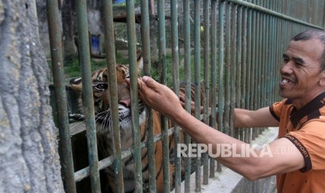 Pawang memegang tubuh harimau sumatera (Panthera tigris sumatrae) di Taman Margasatwa dan Budaya Kinantan, Bukittinggi, Sumatera Barat, Kamis (30/1). Pemerintah Kota Bukit Tinggi, Sumatra Barat, menutup tiga zona satwa di objek wisata Taman Marga Satwa dan Budaya Kinantan.