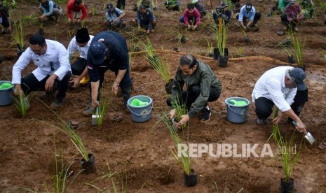 Presiden Joko Widodo (kedua kanan) didampingi Menteri PUPR Basuki Hadimuljono (kanan), Menteri LHK Siti Nurbaya (kedua kanan) dan Gubernur Jawa Barat Ridwan Kamil (kiri) menanam bibit akar wangi atau vetiver di lokasi terdampak banjir dan tanah longsor Sukajaya, Kabupaten Bogor, Jawa Barat, Senin (3/2/2020). 