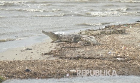 Sejumlah buaya berkeliaran disekitar Sungai di Palu, Sulawesi Tengah, Selasa (4/2/2020).