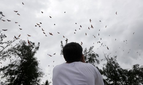 Warga melihat kawanan satwa kalong (Pteropus vampyrus) di kawasan hutan manggrove di Desa Batee, Pidie, Aceh, Jumat (7/2/2020).