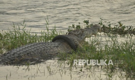 Seekor buaya liar yang terjerat ban sepeda motor berjemur di Sungai Palu, Sulawesi Tengah, Ahad (9/2/2020).(Antara/Mohamad Hamzah)