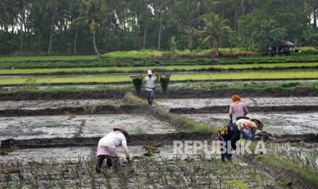 Sejumlah petani menanam padi di Kampung Tapos, Cadasari, Pandeglang, Banten, Selasa (11/2/2020). 