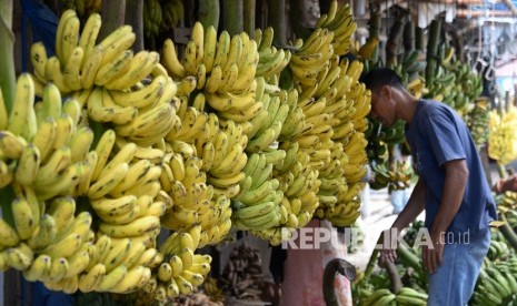 Manfaat Pisang, Buah yang Disebut dalam Alquran. Foto: Pedagang memasarkan salah satu komoditas holtikultura, buah pisang di pasar tradisional Lambaro, Kabupaten Aceh Besar, Aceh, Selasa (11/2/2020).