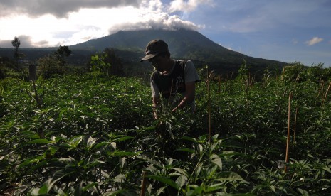 Petani beraktivitas di lahan pertanian dengan berlatar belakang Gunung Merapi di Jrakah, Selo, Boyolali, Jawa Tengah, Kamis (13/2/2020). 