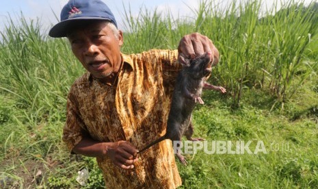 Petani memperlihatkan tikus yang ditangkap menggunakan perangkap di area persawahan