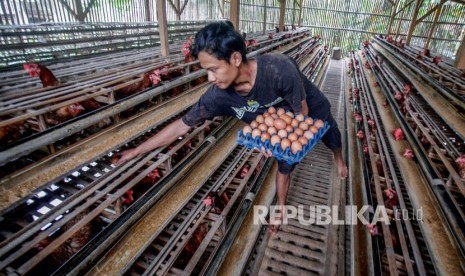 Ilustrasi. Peternak memanen telur ayam di peternakan kawasan Pakansari, Bogor, Jawa Barat, Kamis (13/2/2020).