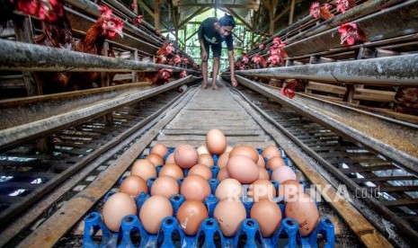 Peternak memanen telur ayam 