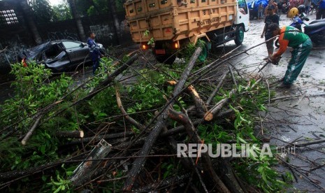 Petugas membersihkan pohon yang tumbang akibat angin kencang di Kawasan Kota Baru, Yogyakarta.